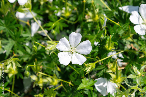 Canvastavla Closeup white flower with five petals in leafy background