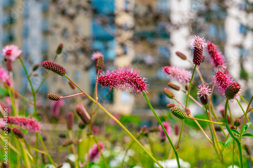 Fotografie Pink burnet flowers swaying in blurred urban garden background