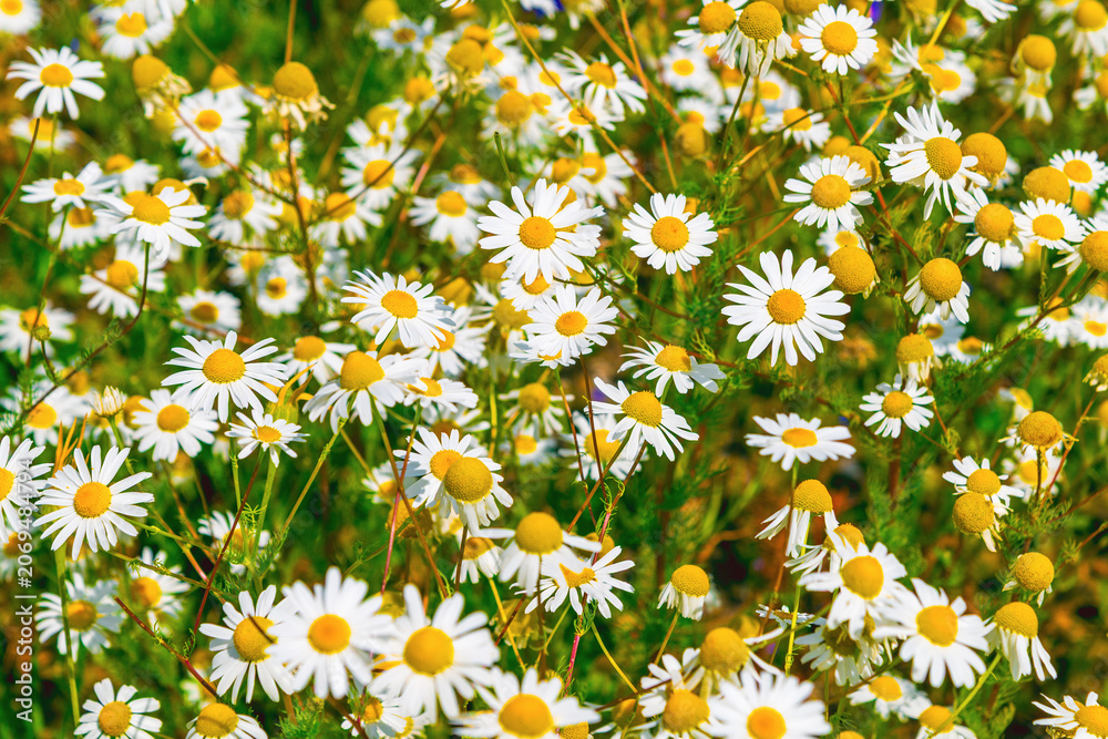 Fototapeta premium Chamomile flowers blooming densely in sunlit meadow field. Tripleurospermum inodorum, Scentless Mayweed