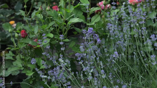 Natural background with summer flowers in garden