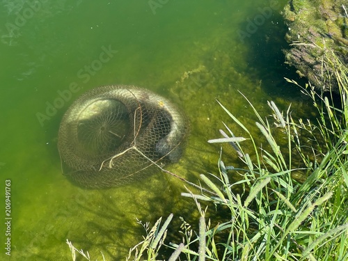 A freshly caught trout in a fish cage in a lake. Fishing is an active outdoor hobby