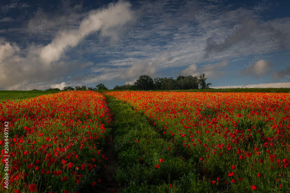 Obraz premium Beautiful vibrant red poppy flowers blooming in a sunny spring field in Poland. Serene rural landscape with wild flora.