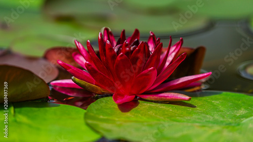Schilderij op canvas Beautiful red water nymphea flower close-up