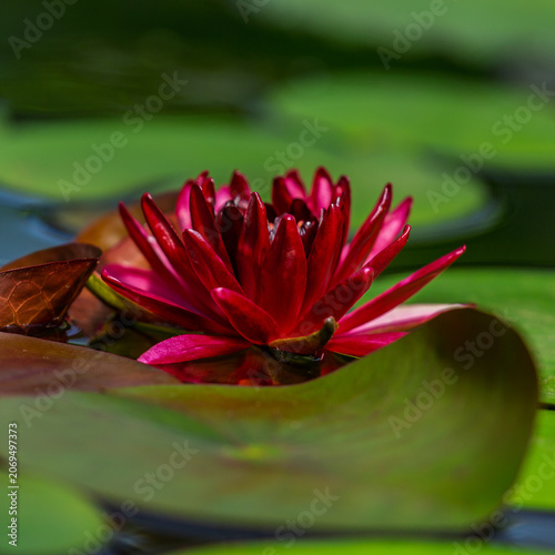 фотографія Beautiful red water nymphea flower close-up