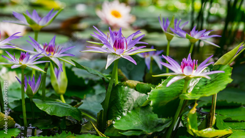 Φωτογραφία Beautiful blue water nymphea flower close-up