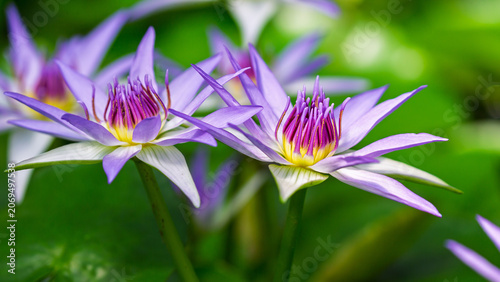 Schilderij op canvas Beautiful blue water nymphea flower close-up