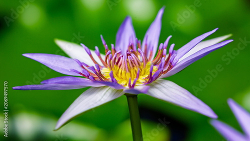 Фотография Beautiful blue water nymphea flower close-up