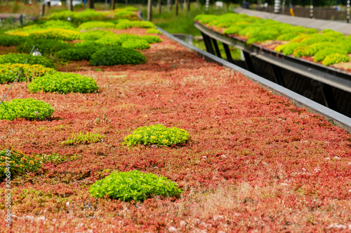 Red sedum plants and other more greenish vegetation on a roof in the Netherlands