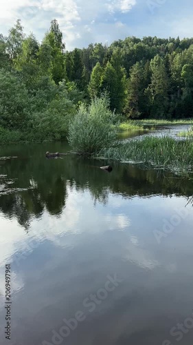 Calm waters reflecting trees by the shore of the reservoir  