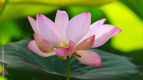Tableau sur toile Beautiful lotus flower close-up