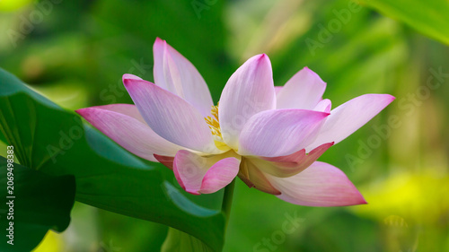 Tableau sur toile Beautiful lotus flower close-up