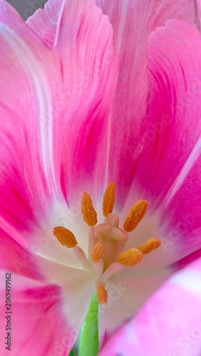 Pink tulip flower macro close up with delicate petals and vibrant spring bloom