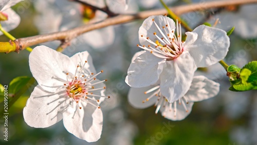 White Cherry Blossom Branch In Spring Garden Sunlight Close Up