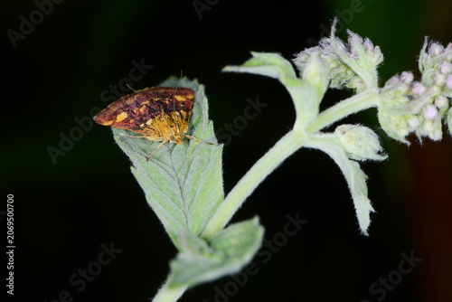 Vászonkép Purpurrote Zünsler, Pyrausta purpuralis, Falter auf einem Rossminzen-Blatt