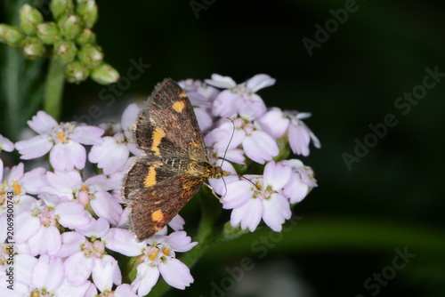Fényképezés Purpurrote Zünsler, Pyrausta purpuralis, Falter auf einer Schafgarbenblüte