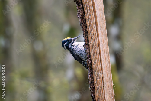 Three-toed Woodpecker