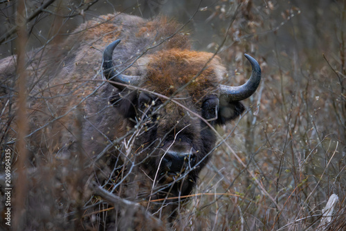 European bison