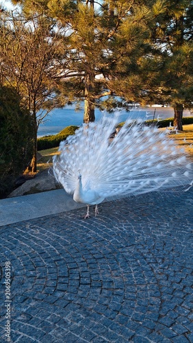 White Peacock Displaying Magnificent Tail Feathers in Scenic Park Landscape