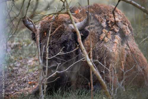 European bison