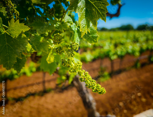 Tiny newly formed grape clusters growing on vine in vineyard, close-up view of young grapes and fresh spring agricultural growth