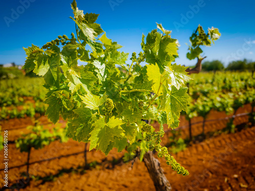 Tiny newly formed grape clusters growing on vine in vineyard, close-up view of young grapes and fresh spring agricultural growth