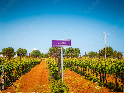 Malbec vineyard panoramic landscape with wine variety chart, scenic grape fields and viticulture information display for wine production and tourism
