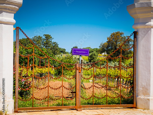 Primitivo vineyard gates and panoramic landscape with wine variety chart, scenic grape fields and viticulture information display for wine production and tourism