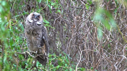 A long-eared owl sits on a branch in the crown of a tree