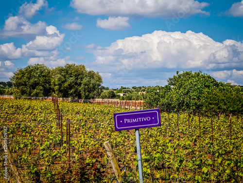 Primitivo vineyard panoramic landscape with wine variety chart, scenic grape fields and viticulture information display for wine production and tourism
