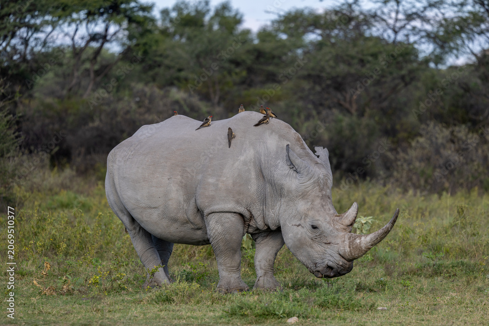 Fototapeta premium white rhino in khama rhino sancturay of botswana