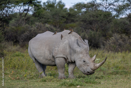 white rhino in khama rhino sancturay of botswana