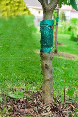 Green glue band on young fruit tree trunk