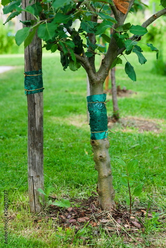 Glue band barrier on young fruit tree