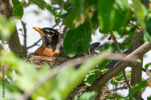 Adult Robin bird sitting in nest in Viburnum bush in spring