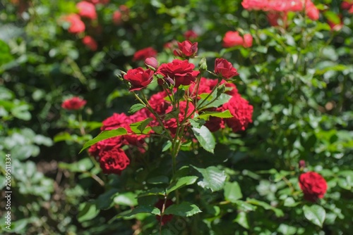 Blooming Roses in a Spectrum of Colors