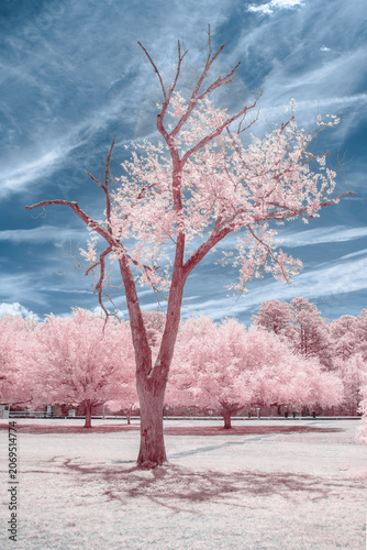 Infrared photography of a tree with unusual surreal color which feels alien and otherworldly