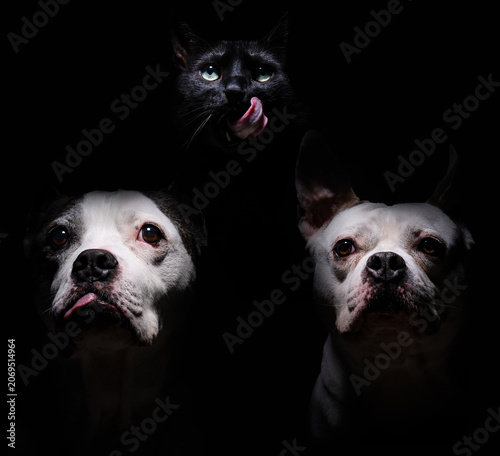 Low key portrait of two pit bull dogs and a black cat isolated against a plain black background