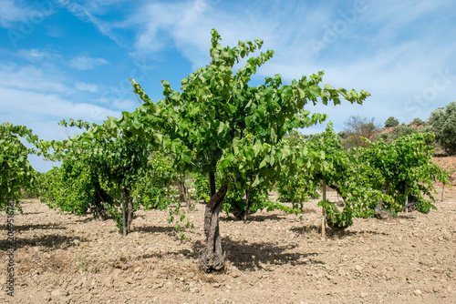 Fotografie Rows of old grapevines with green grapes in a dry soil vineyard under a blue sky