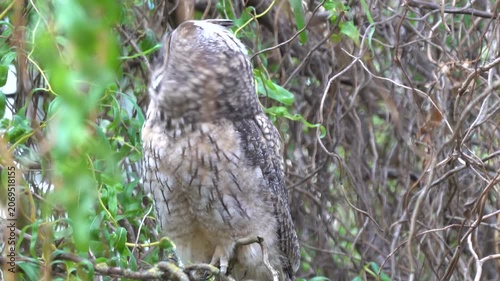 A long-eared owl sits on a branch in the crown of a tree
