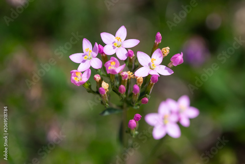 Tableau sur toile Close up of common centaury (centaurium erythraea) flowers in bloom