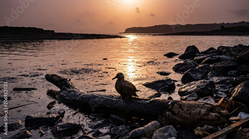 Seabird On Oil-Slicked Driftwood At Sunset
