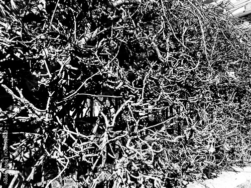 Quadro su tela Ostia, Rome, Italy - June 20, 2026, detail of a dry hedge made up of shrubs that have lost vitality