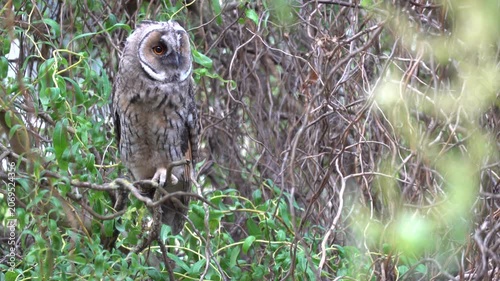 A long-eared owl sits on a branch in the crown of a tree