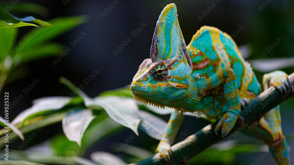 Obraz premium Veiled chameleon perching on branch in nature