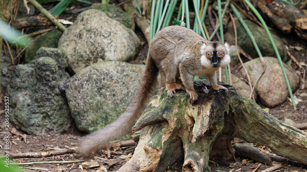 Fototapeta premium Brown lemur standing on tree trunk looking at camera