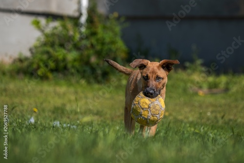 Obraz na płótnie Playful Mixed Breed Dog Running with Soccer Ball Across Backyard