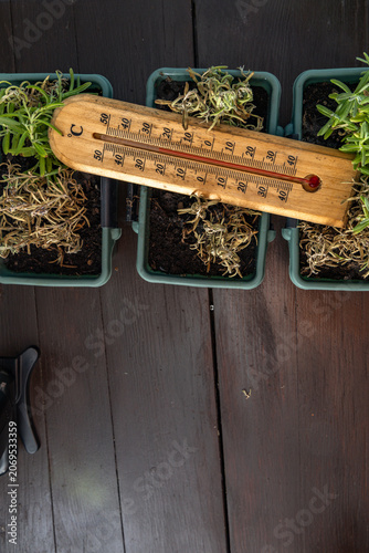 Thermometer Beside Young Lavender Seedlings Damaged by Summer Heatwave