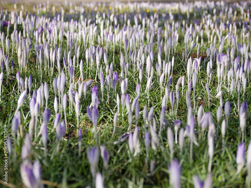 Foto wide field of pink crocus blossoms scattered on a green meadow  in spring