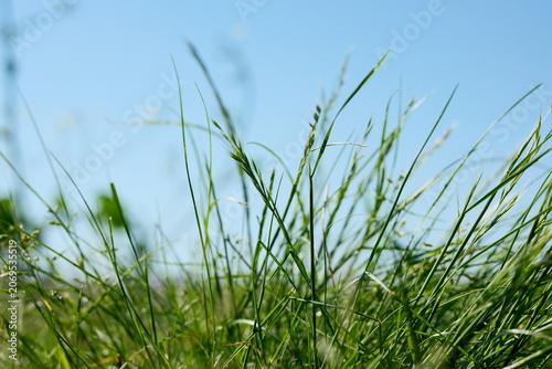Green Grass Against Blue Sky Background with Shallow Depth of Field