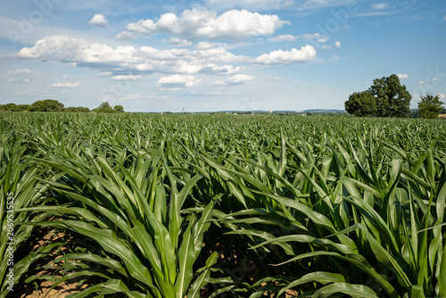 Bild auf Leinwand Corn or maize in early stage of development